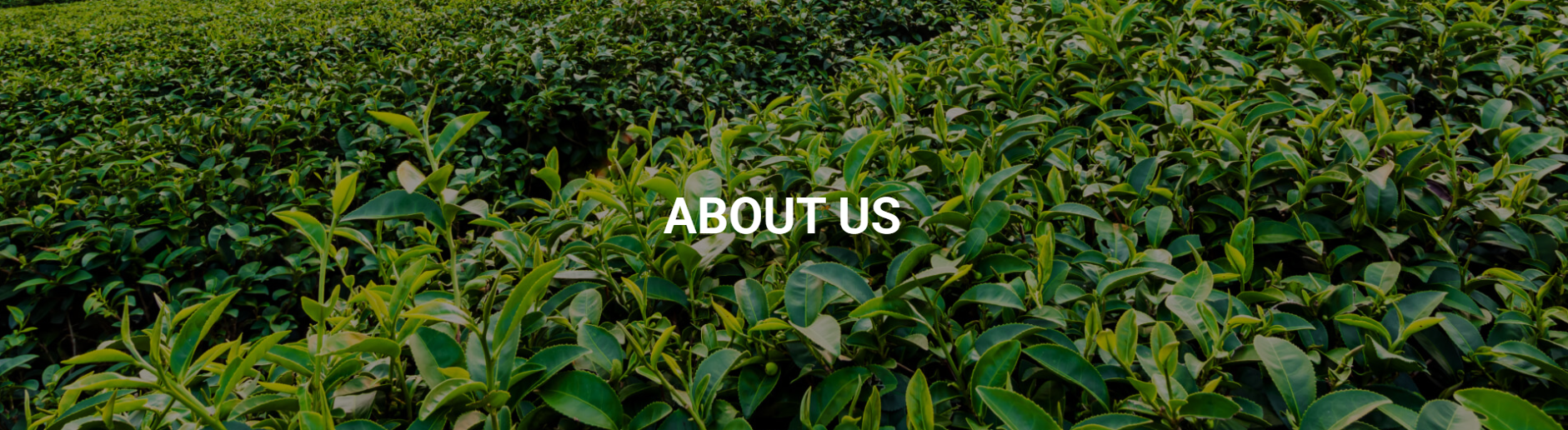 Chikmagalur Trip Plan - About Us Banner